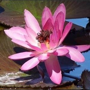 Meet your Posher, Ty